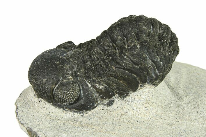 Bargain, Austerops Trilobite - Ofaten, Morocco #287589